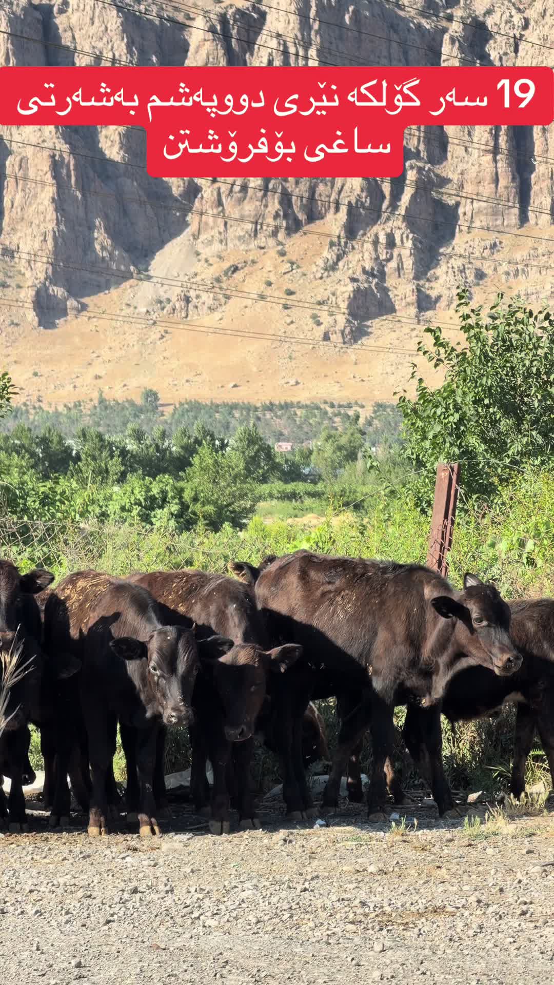 @مەیدانی ئاژەڵانی محمد 🐄🐂