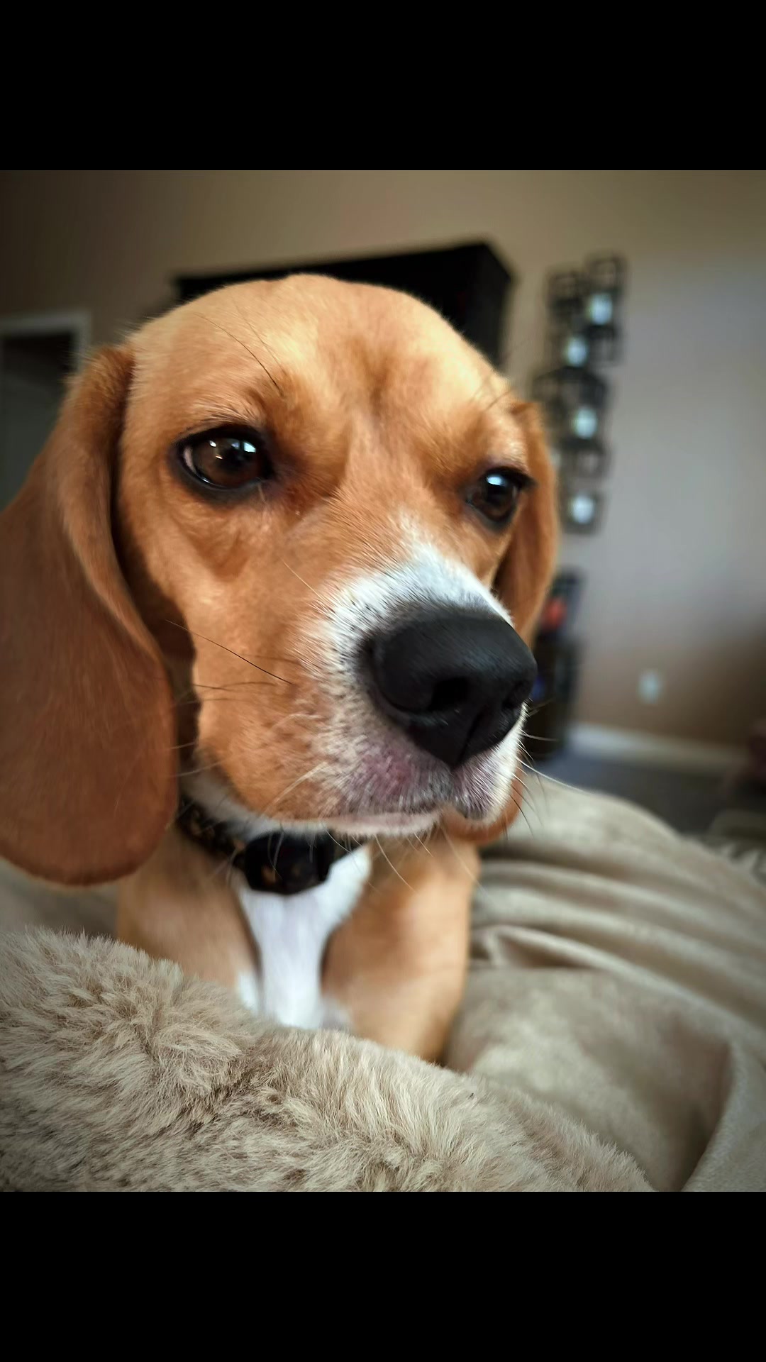 @Rosie the Beagle 🇺🇸🥰 🌞