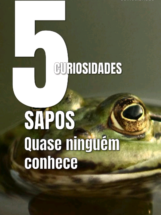 @Quest Curiosidades