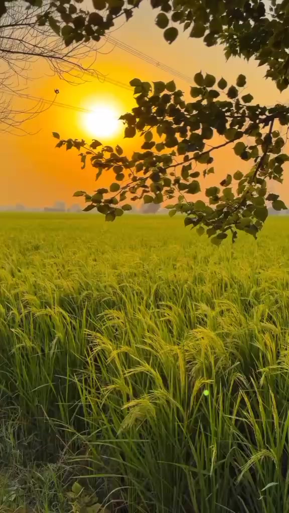 @Md A🚜R🚜I🚜F🇧🇩