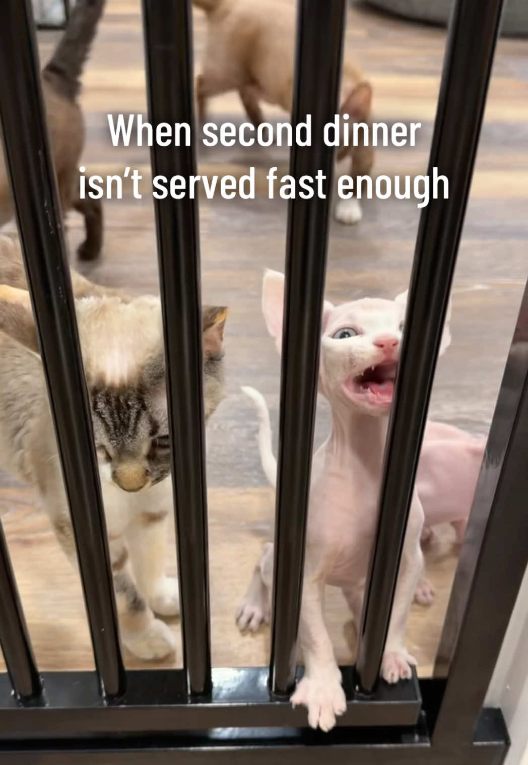 @Boba’s Buds Minskin Cats