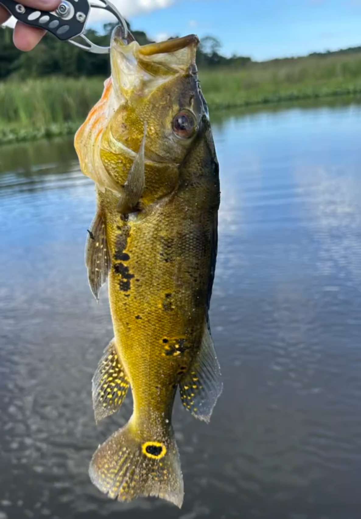 @Bideu Fishing