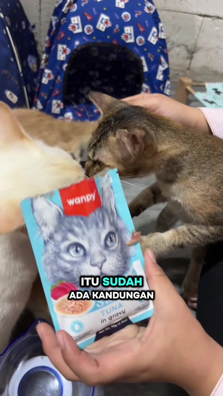 @BUMI ANABUL😺
