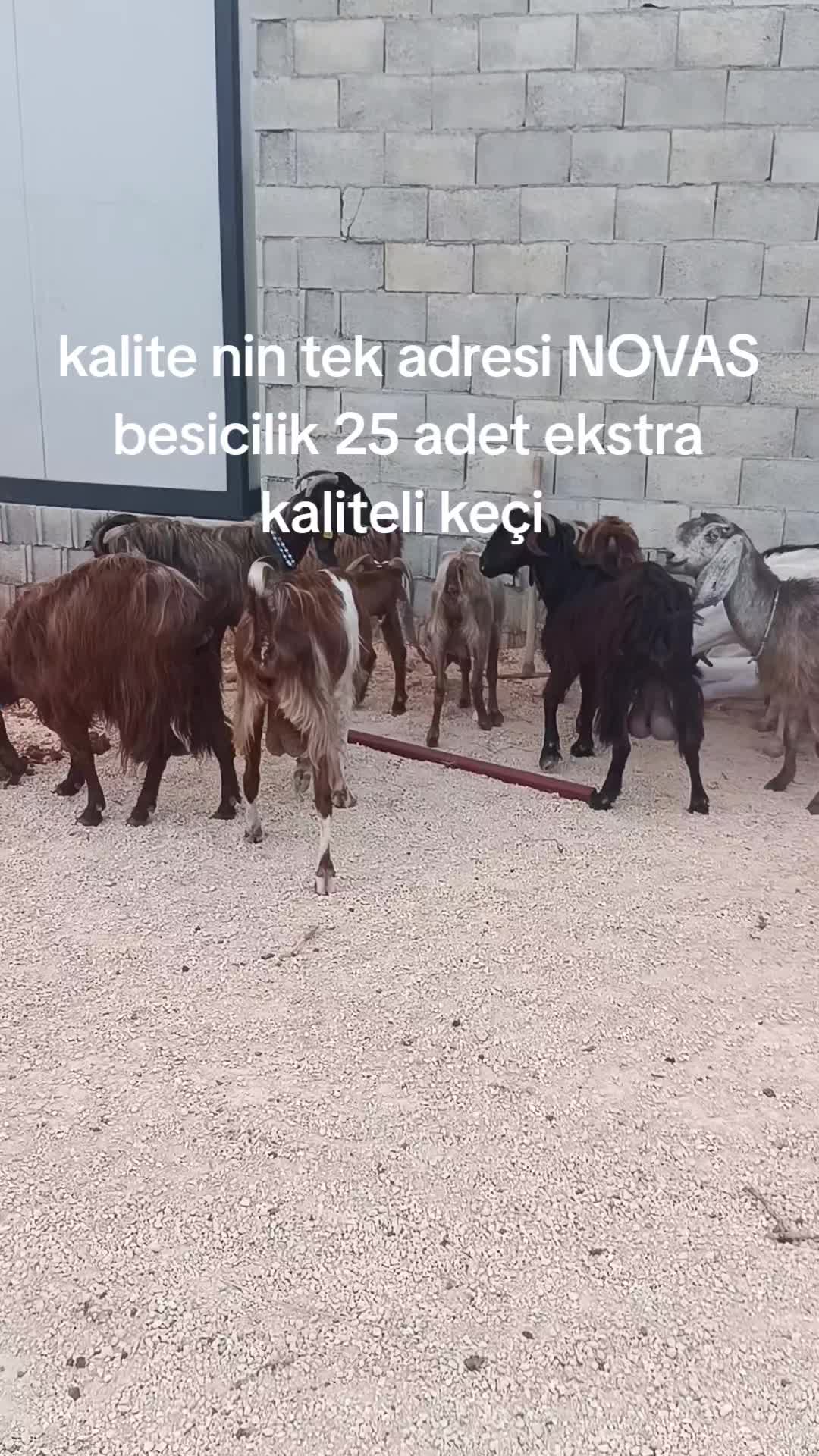 @Alp 🇹🇷🤘🐺27