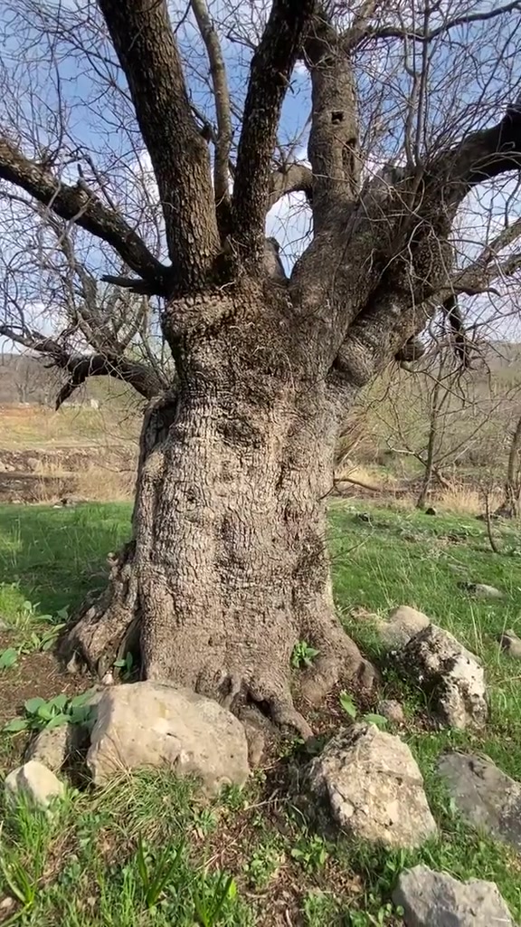 @گوندی کوران دەڤەرا مزوری بالا