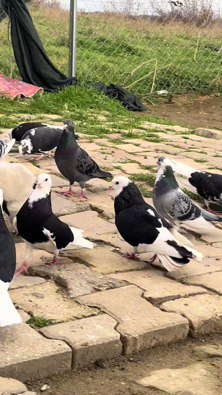 @ツ𝓑𝓪𝓻ı𝓼 𝓒𝓸𝓼𝓴𝓾𝓷