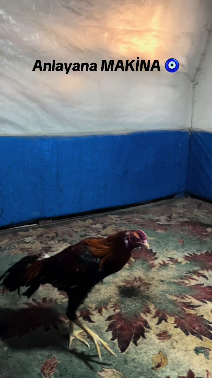 @Sivas Aslanları 🦅