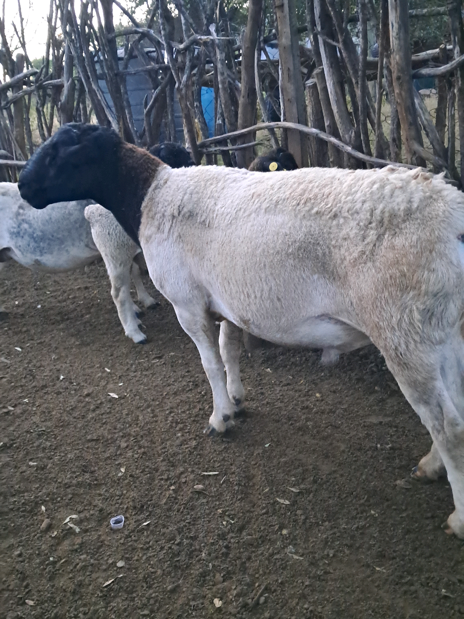@DorperfarmsKE