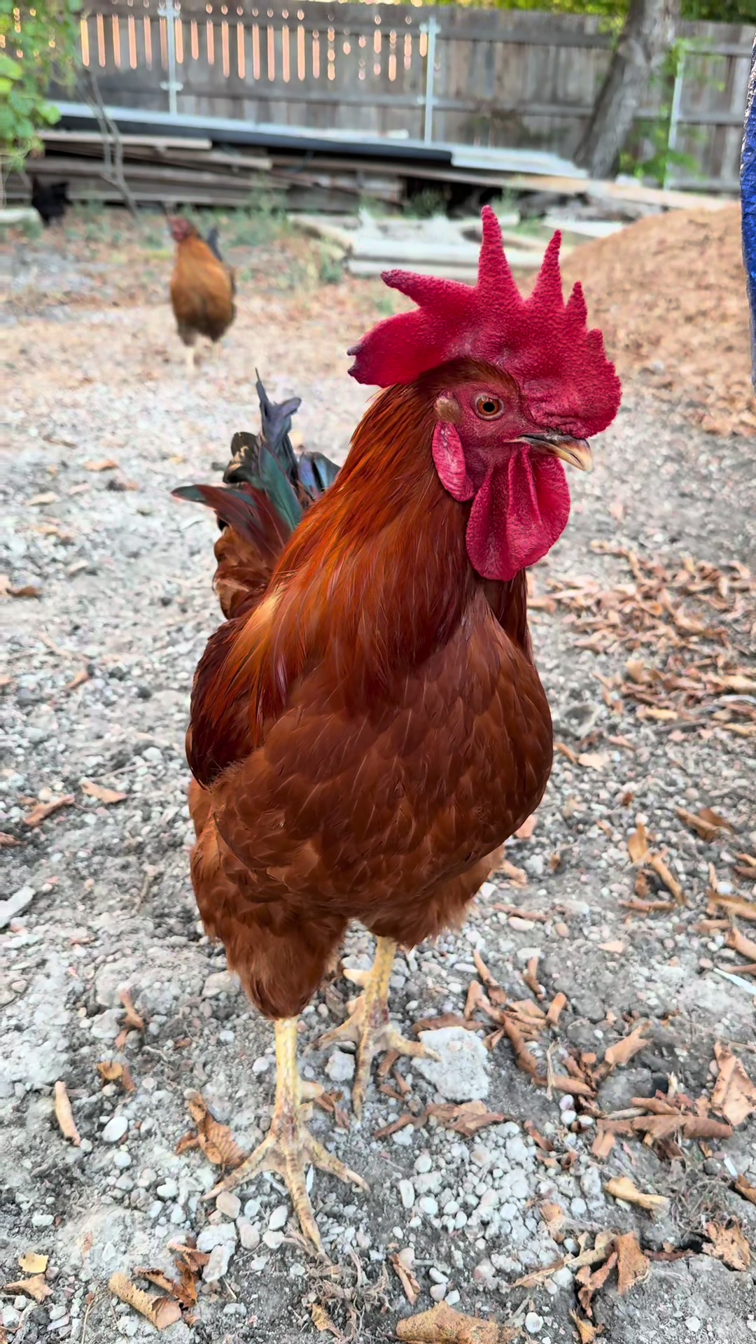 @mylovelychicken