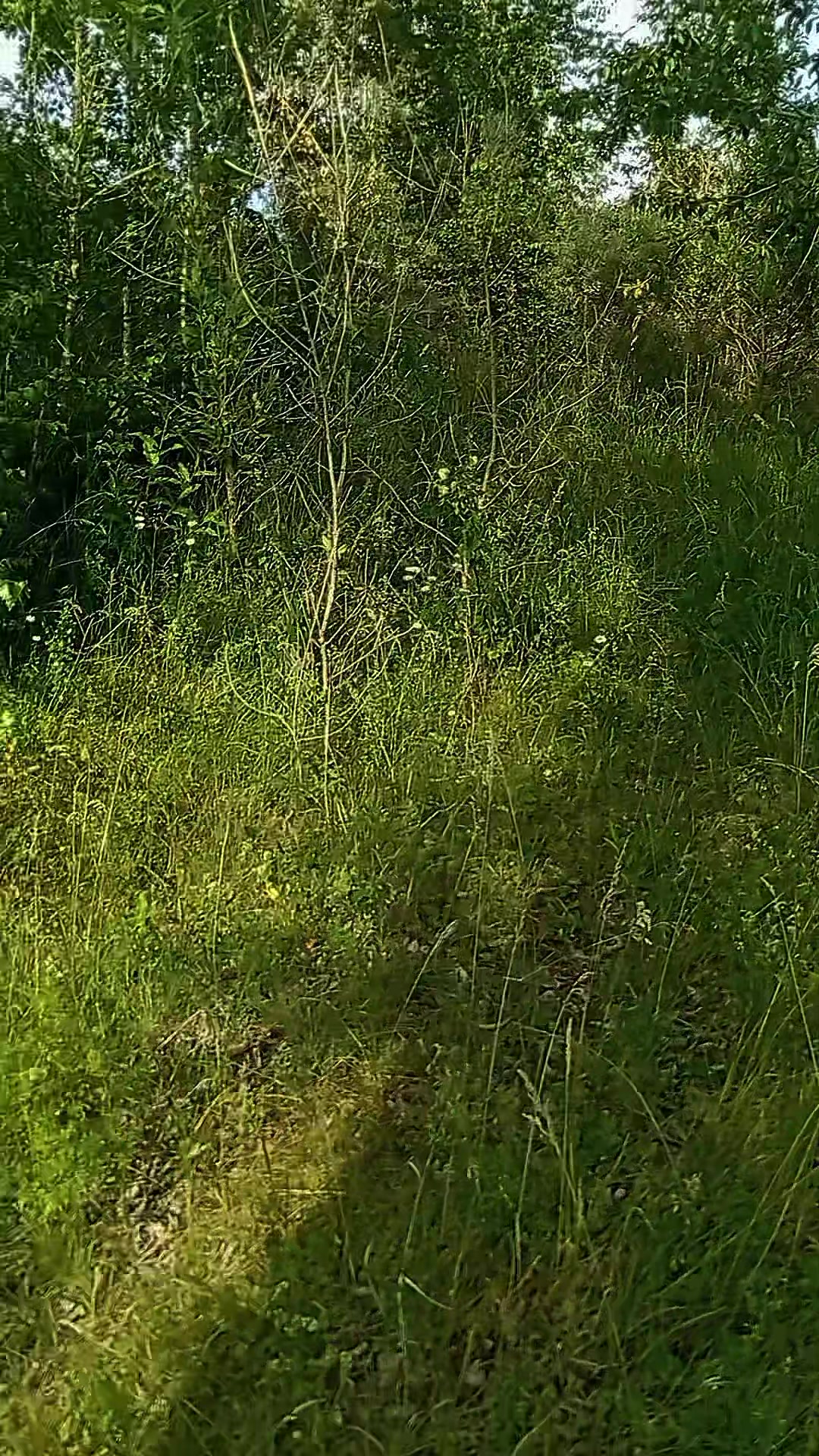 @інвістіціі