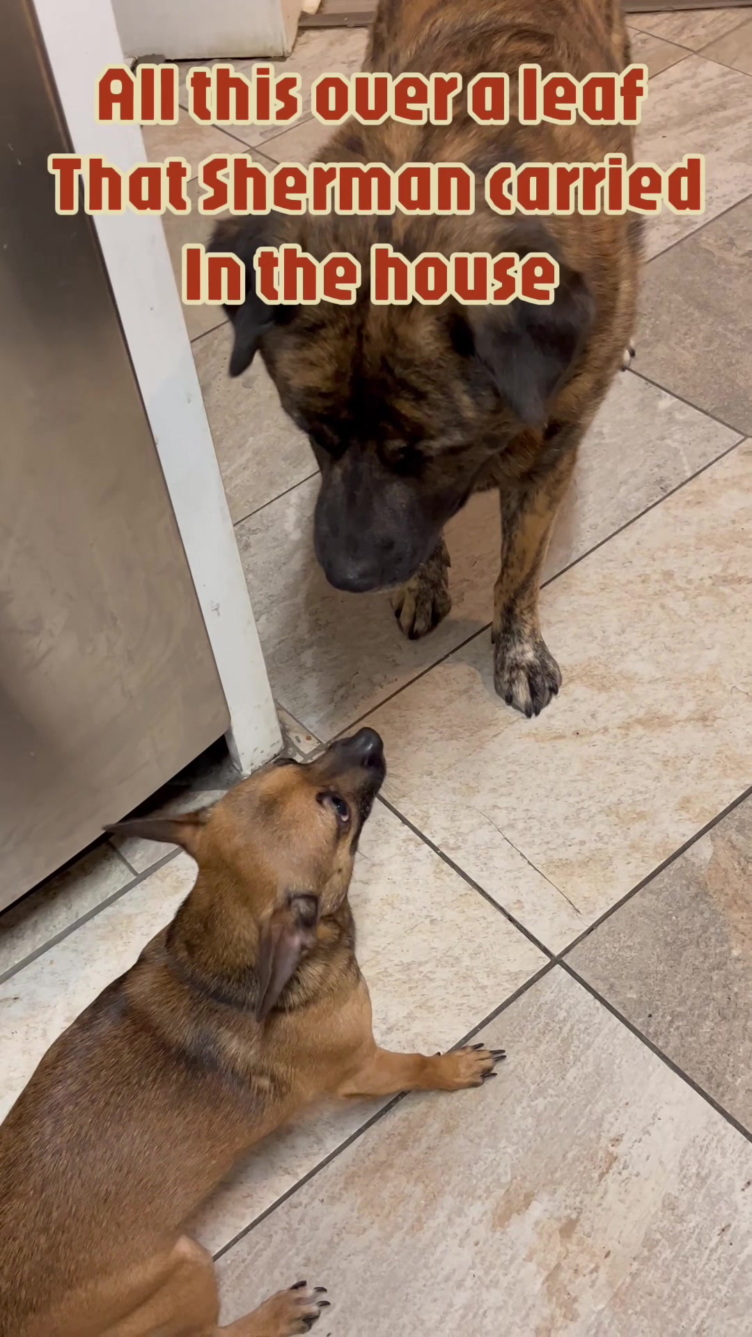@Rosey’s Page☺️🐾