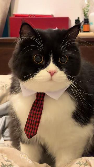 @Bucin cat