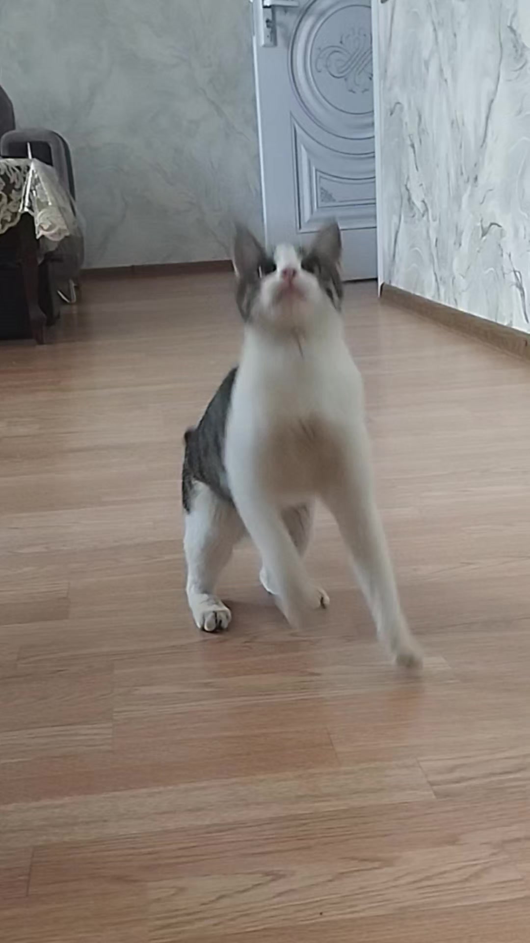 @🐾