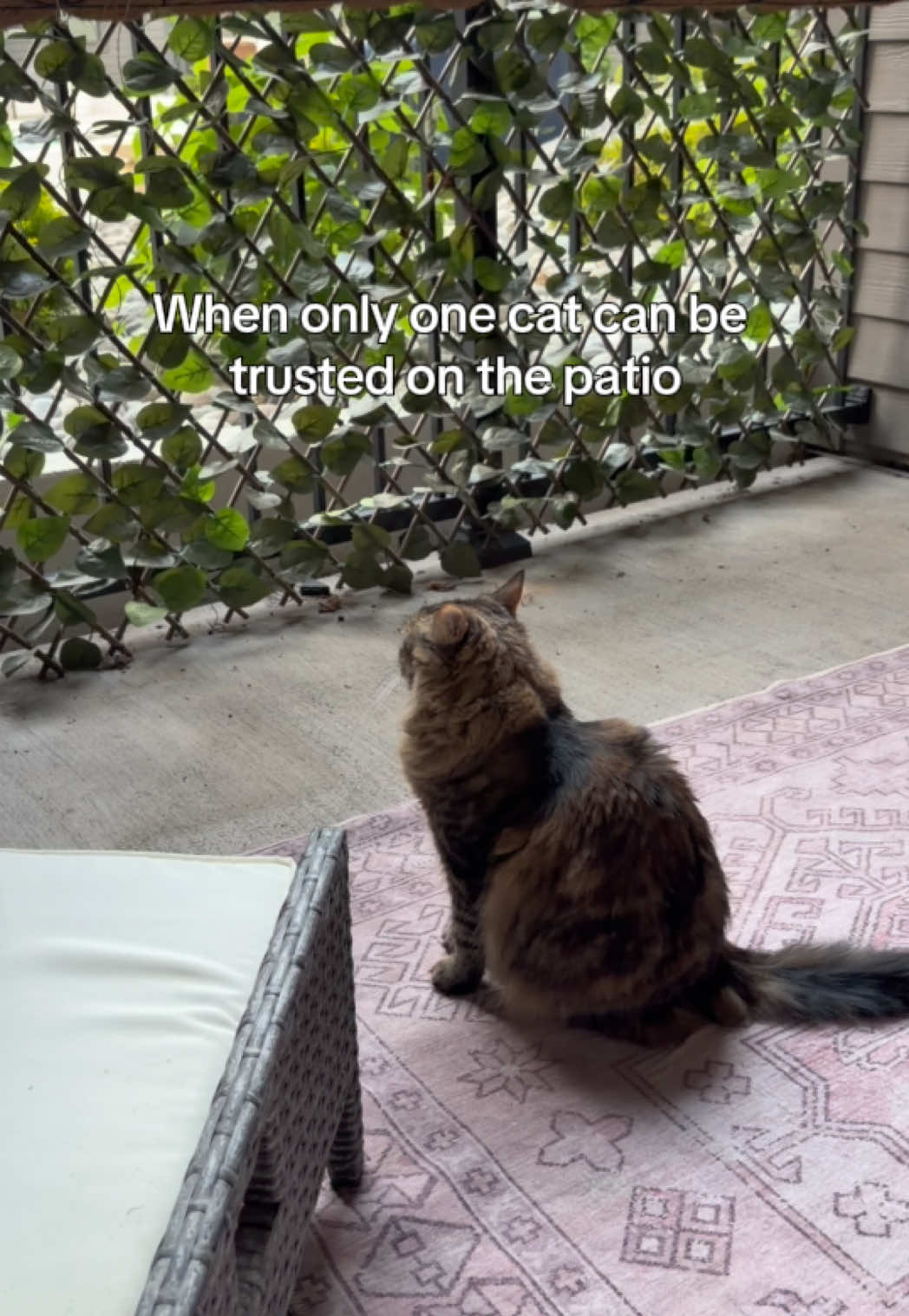 @Petal the kitty
