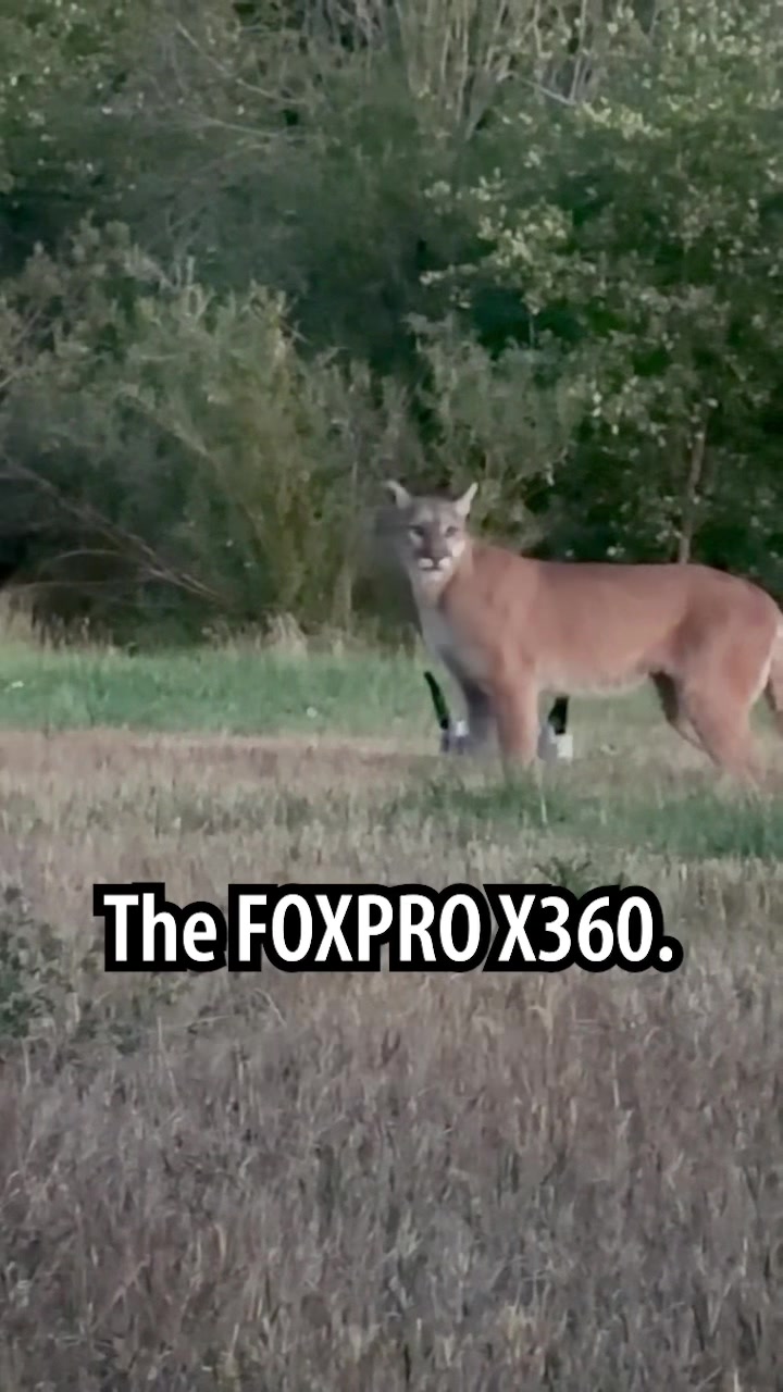 @FOXPRO Game Calls