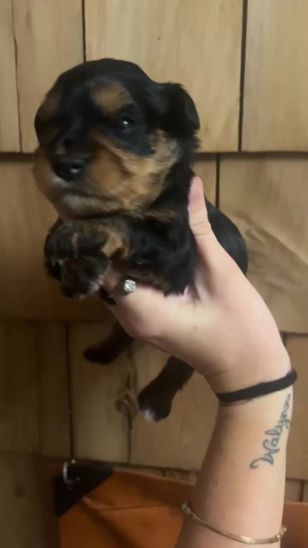 @Black Creek Kennels Schnauzers