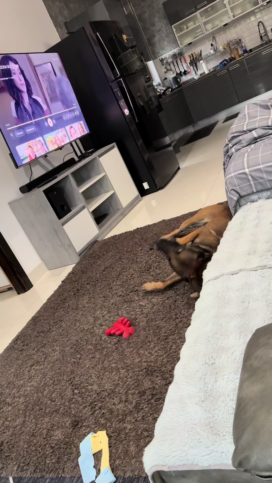 @doglifethailand