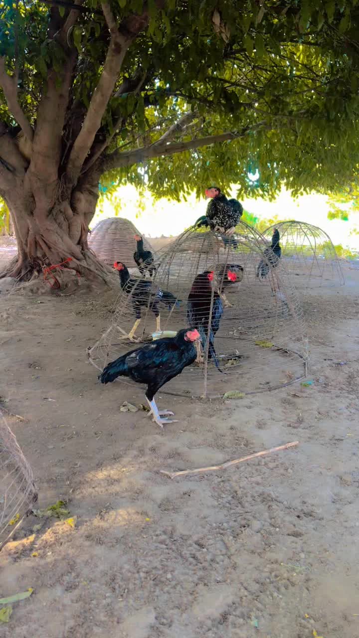 @Ali Nahra