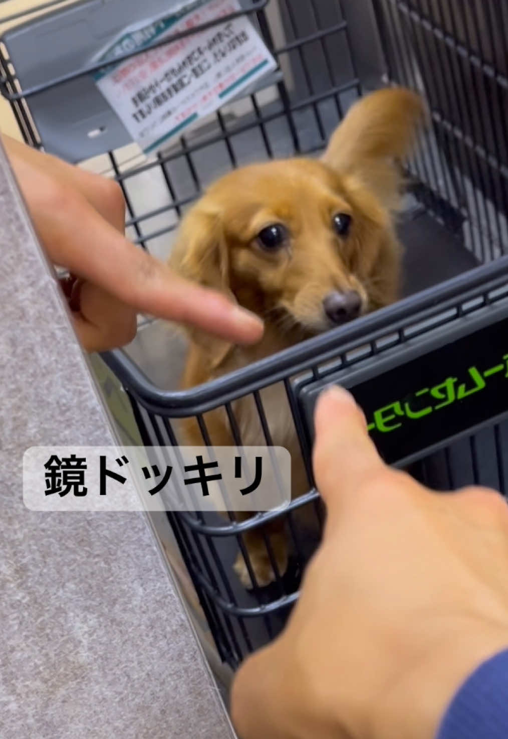 @しばいぬ
