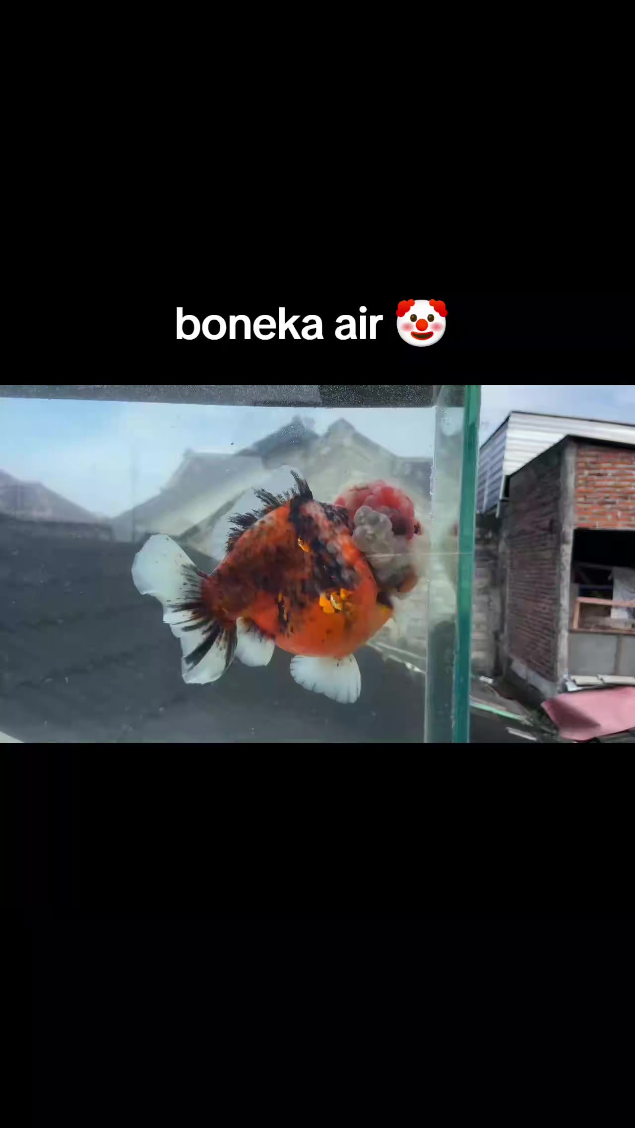 @Teras Aji Goldfish