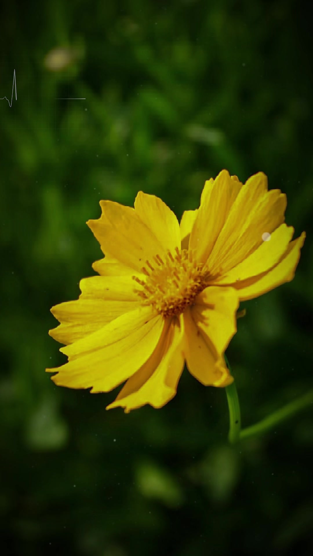 @𝑻𝒂̂𝒏 𝑻𝒉𝒊