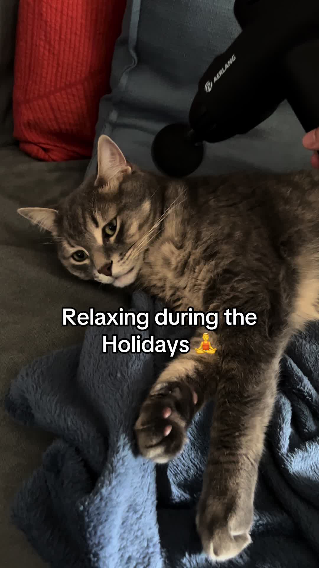 @Ollie 🐱