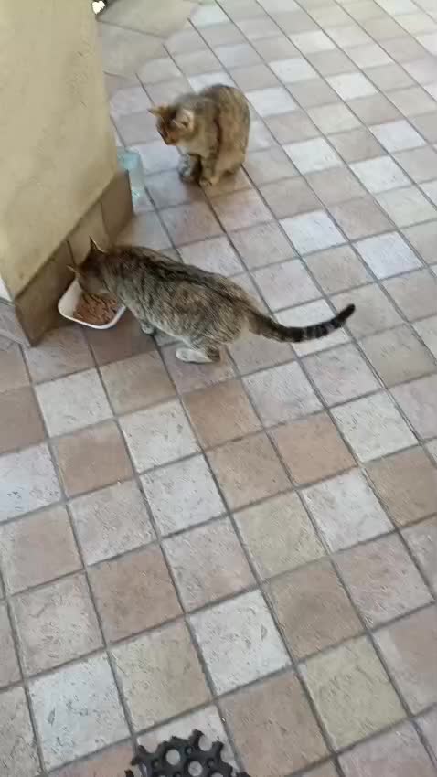 @ELETTRA L'ANIMALISTA