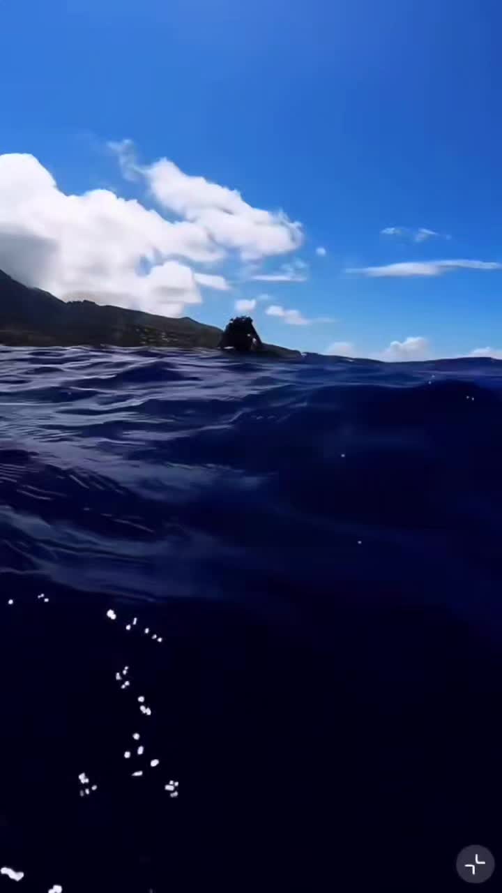@Whale - life in ocean