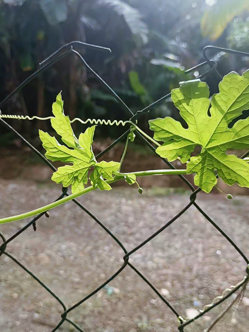 @🌱 Jom Berkebun 🌱