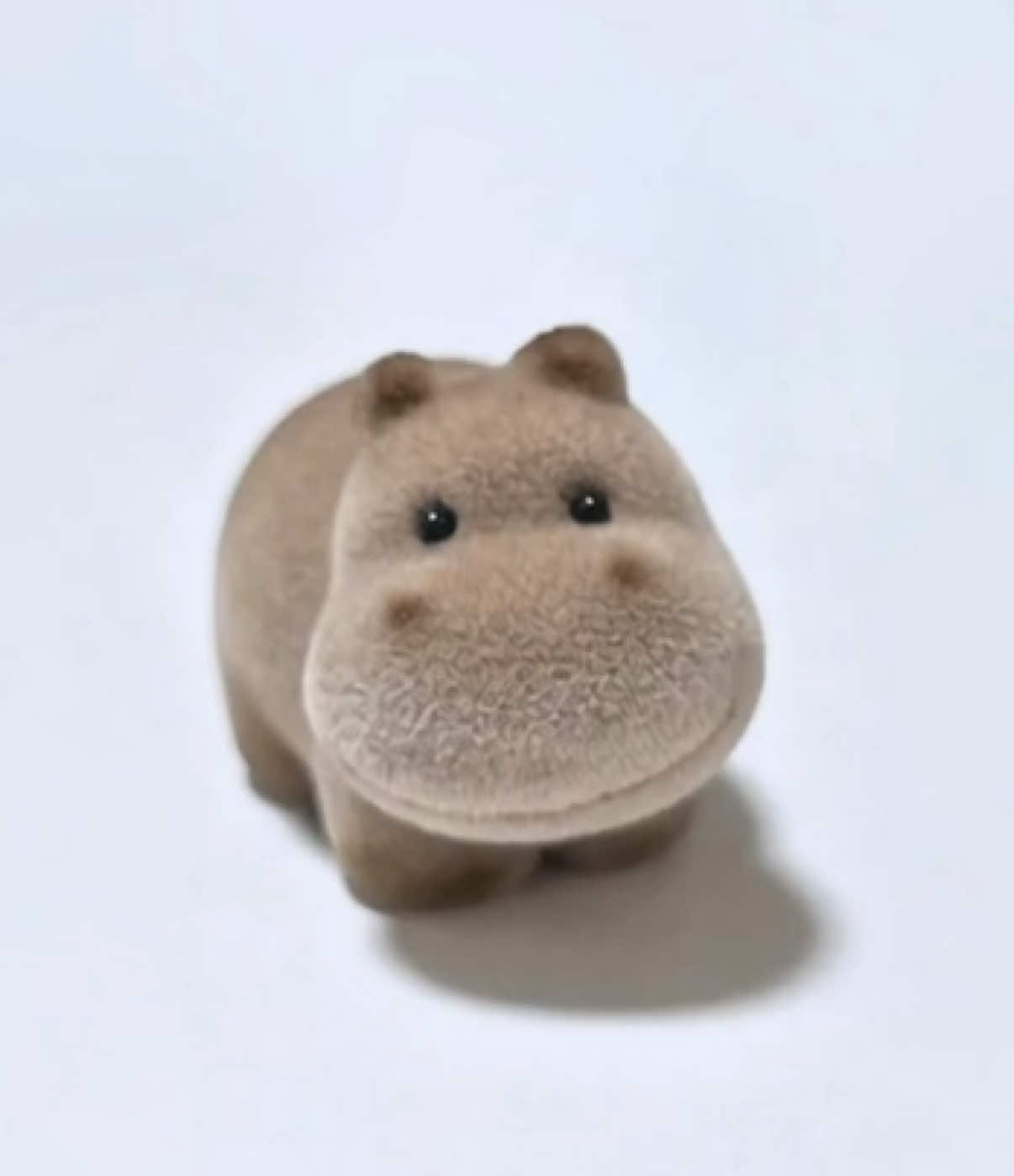 @Baby Hippo