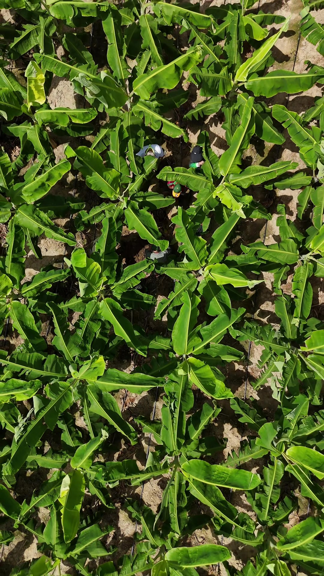@soyagricultor