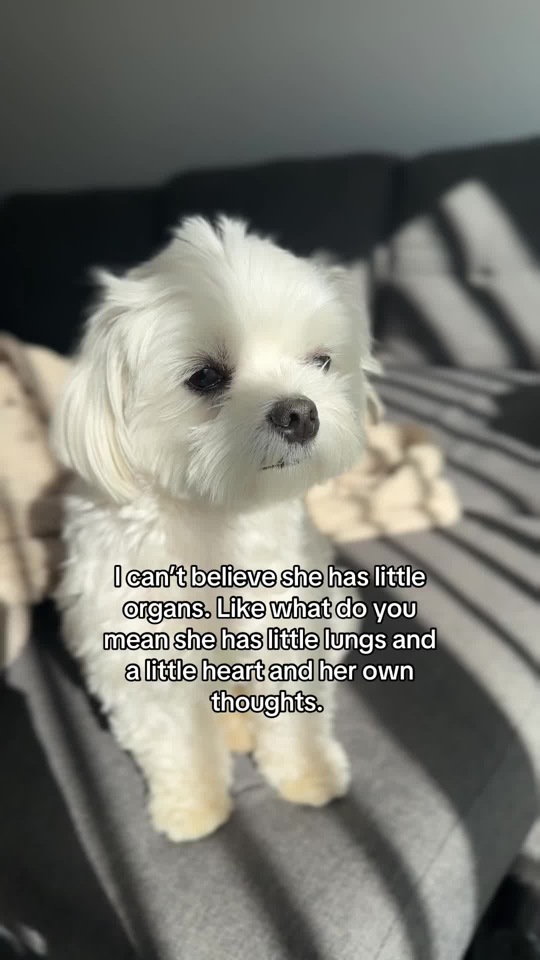 @theluckymaltese