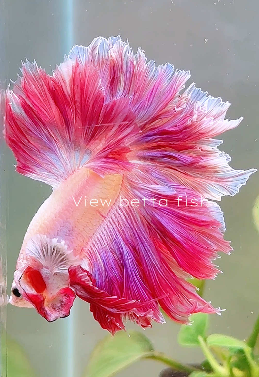 @วิวอยากเลี้ยงปลากัด🐠
