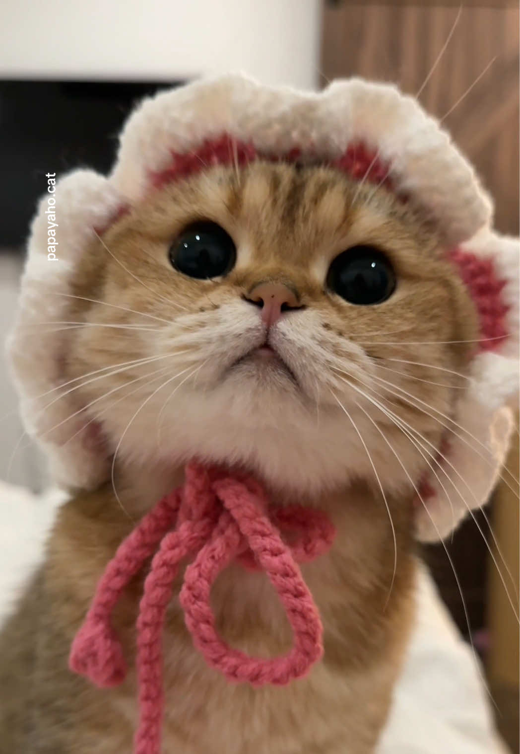 @Papaya the Cat