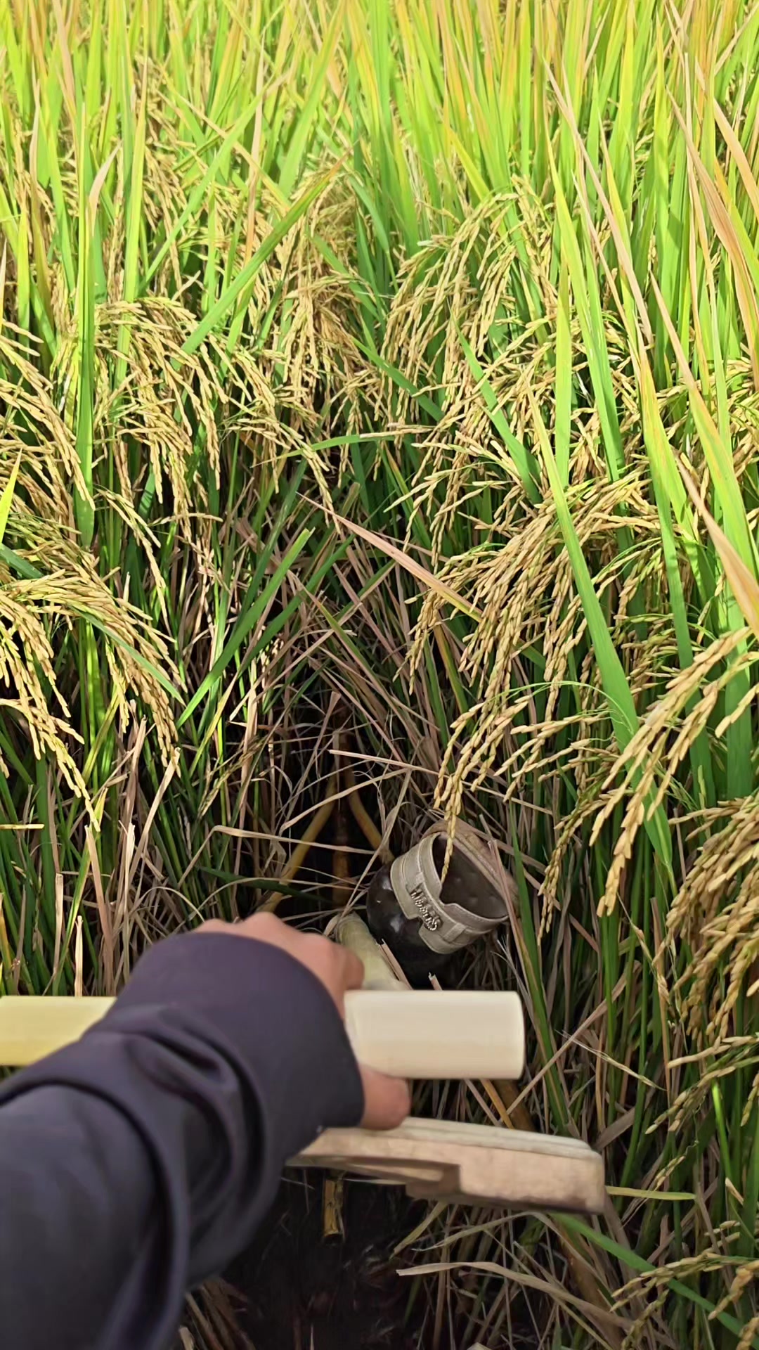 @ธัญมน🌾