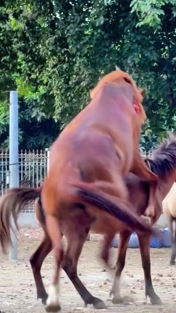 @horsebreeder