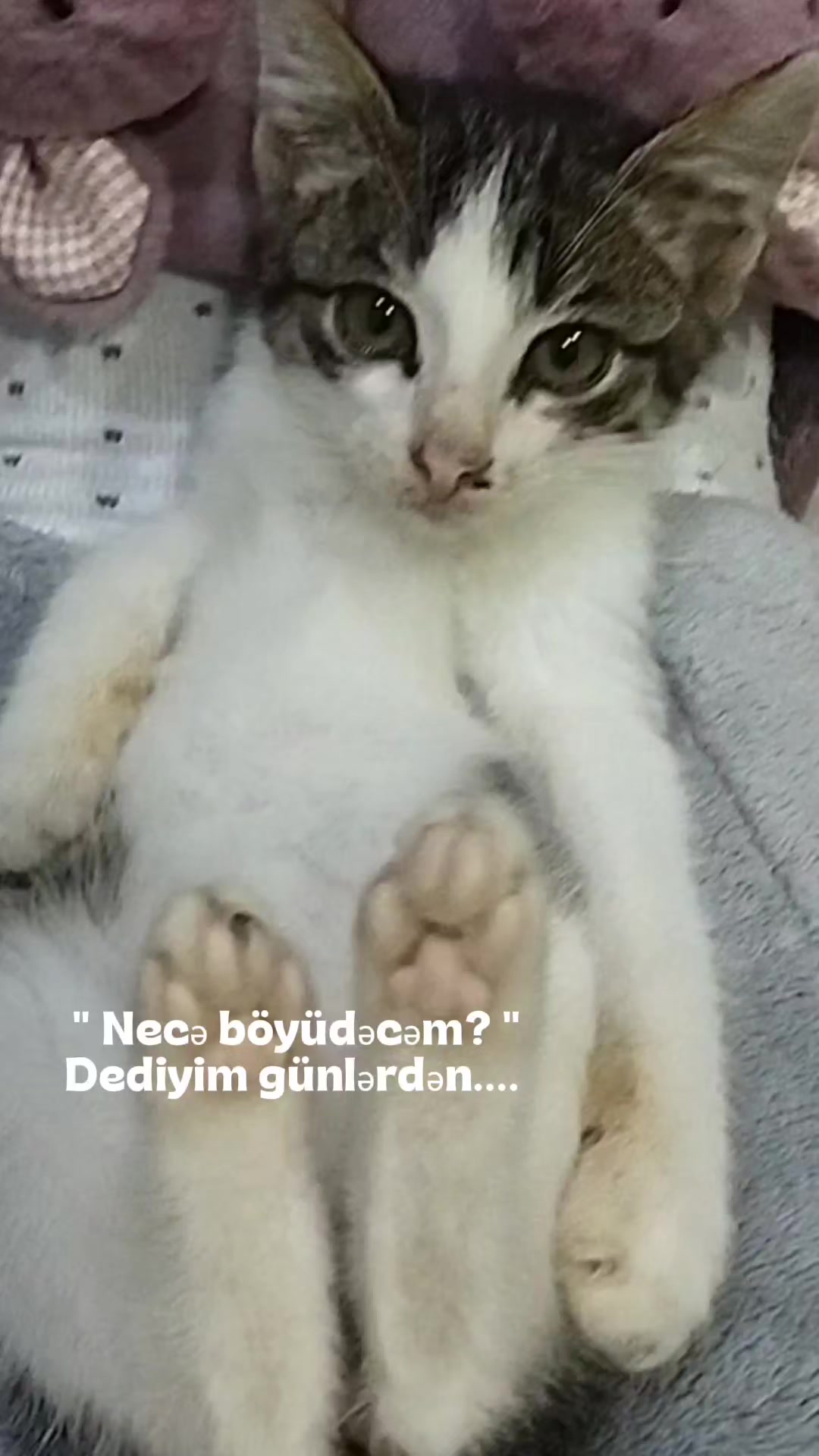 @miniş