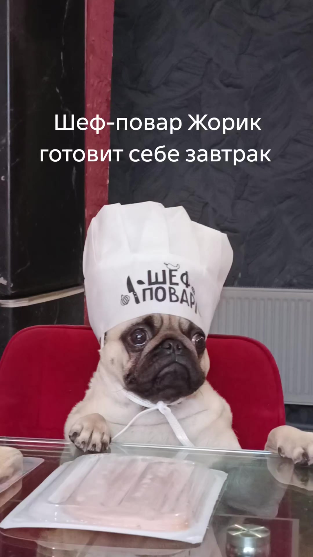 @мопс жора🐾