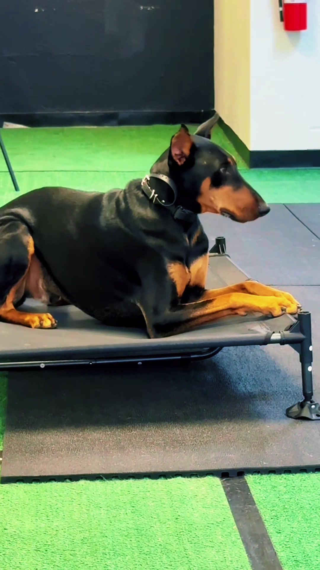 @Tactical K9s Dog Training
