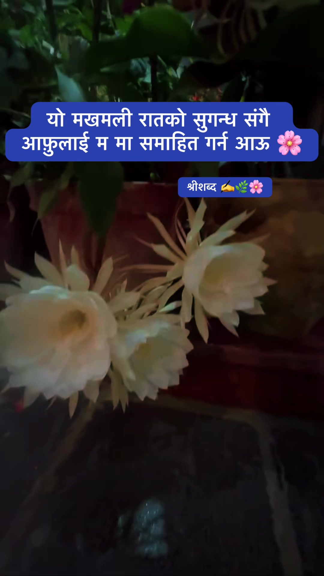 @🌿श्रीशब्द&hellip;.✍️🕊️🍁🍂