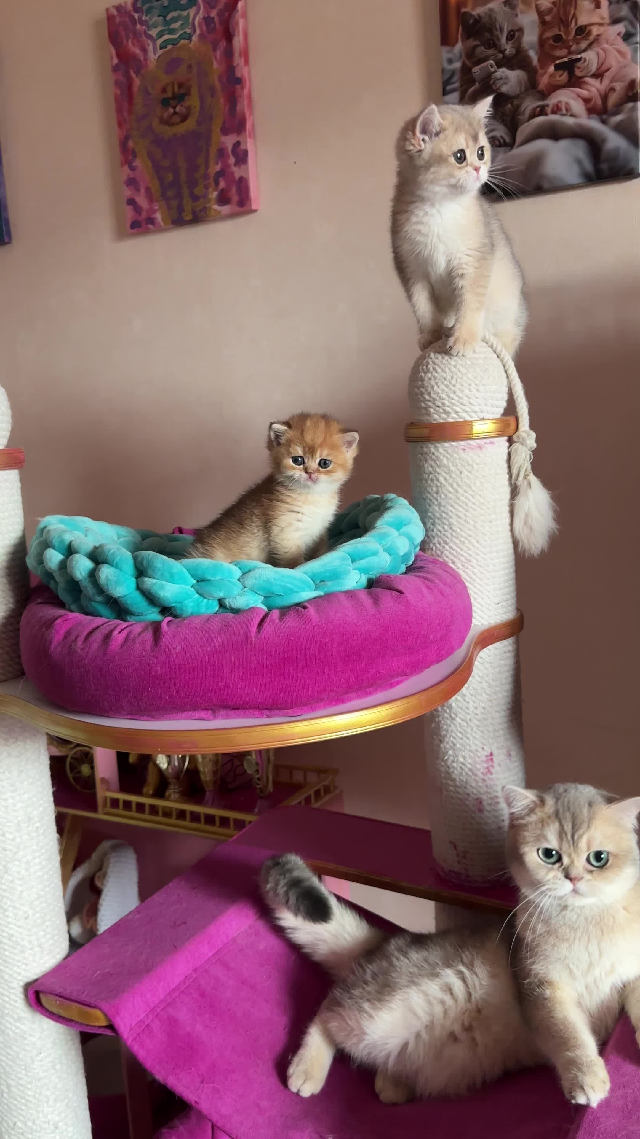 @🦋Cattery_Airveils🦋