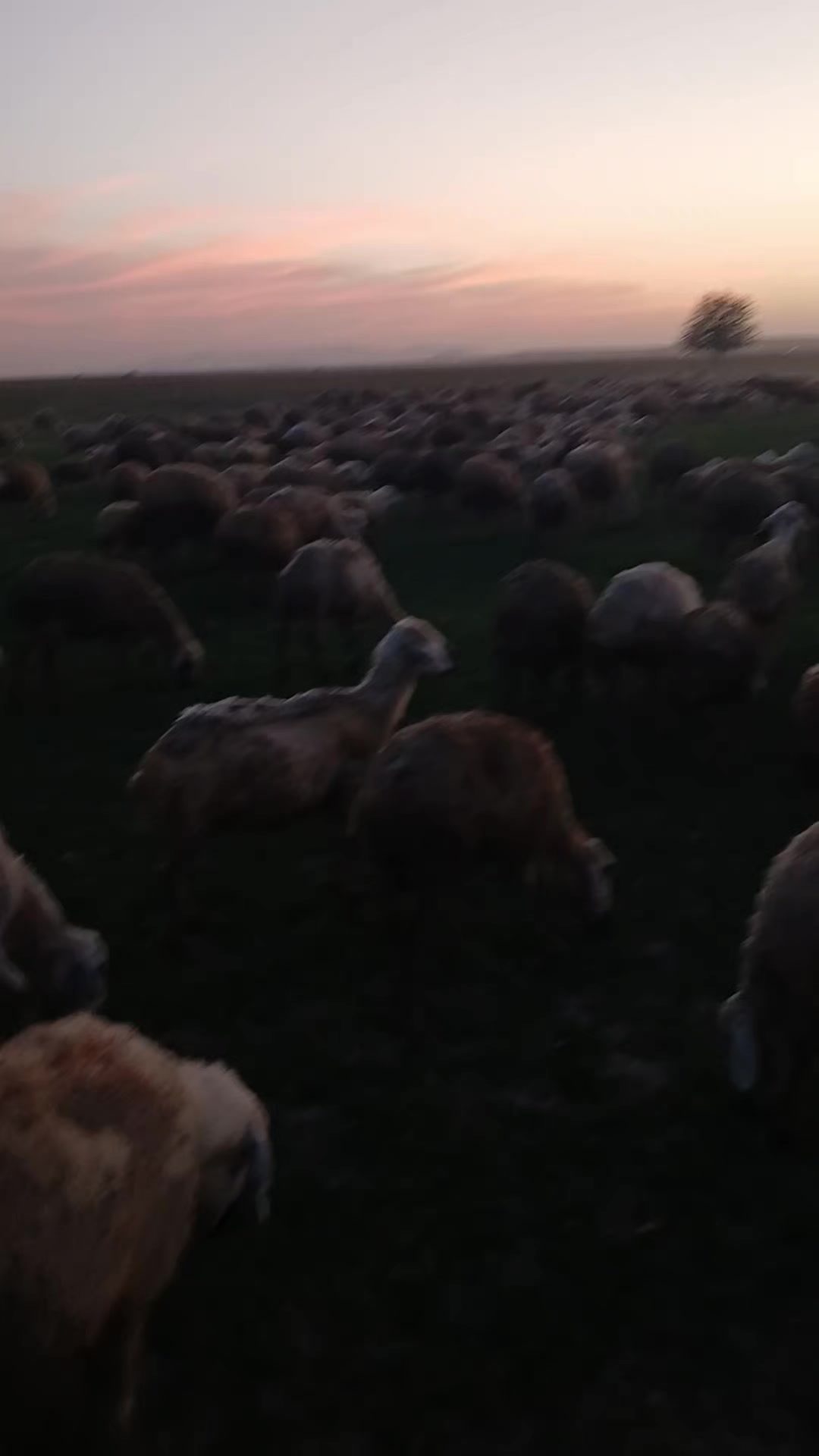 @Mustafa Doğan14667