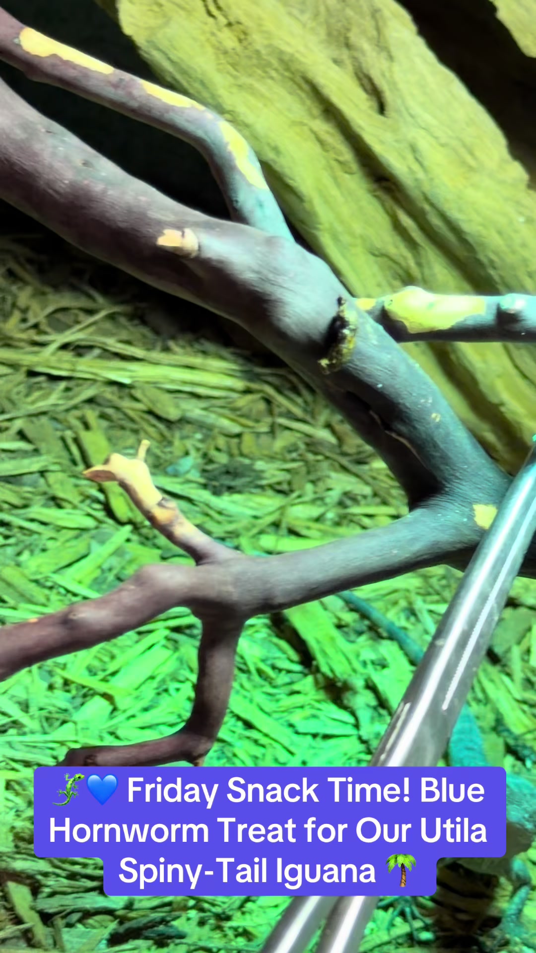 @Exotic Reptiles Viva La Raza