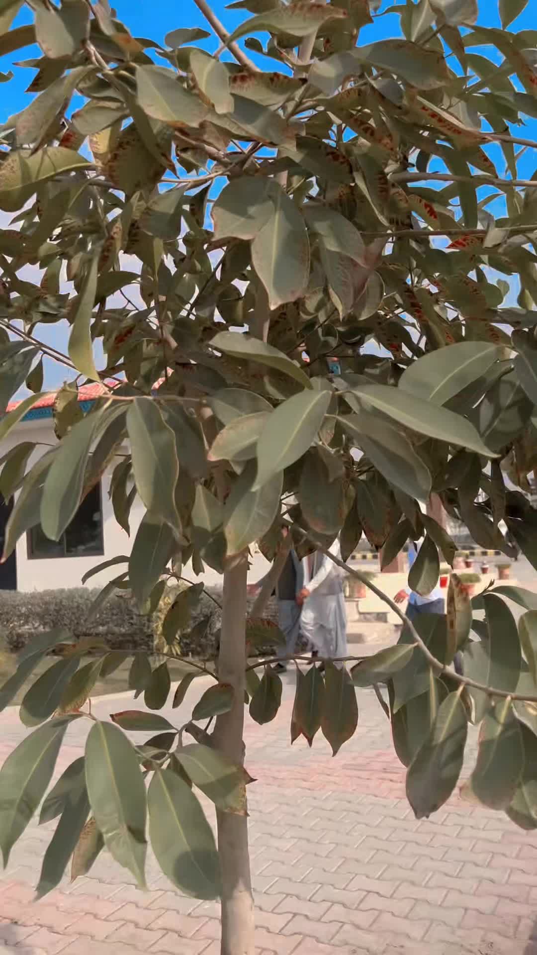@Zahidu🫀✨️🦋💫