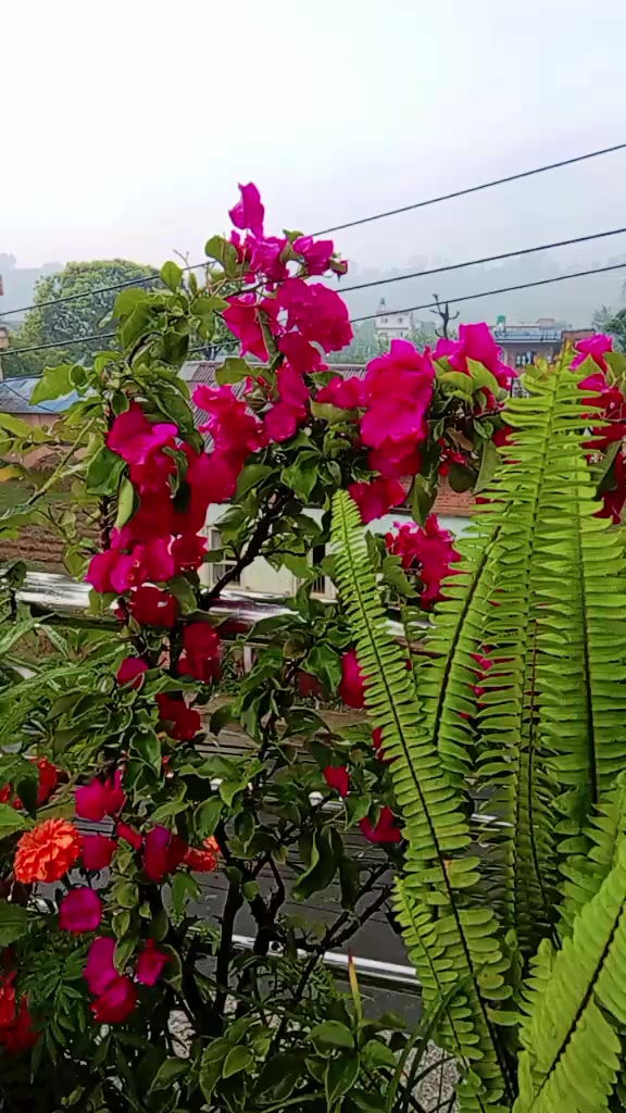 @Kalpana dangol