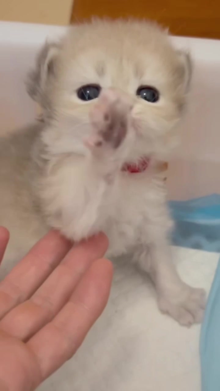 @catbosssss