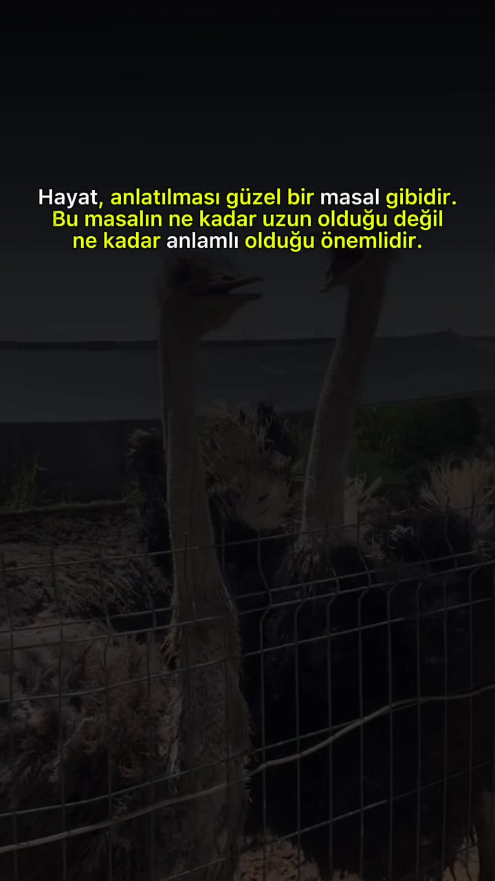 @Ümran ARDA
