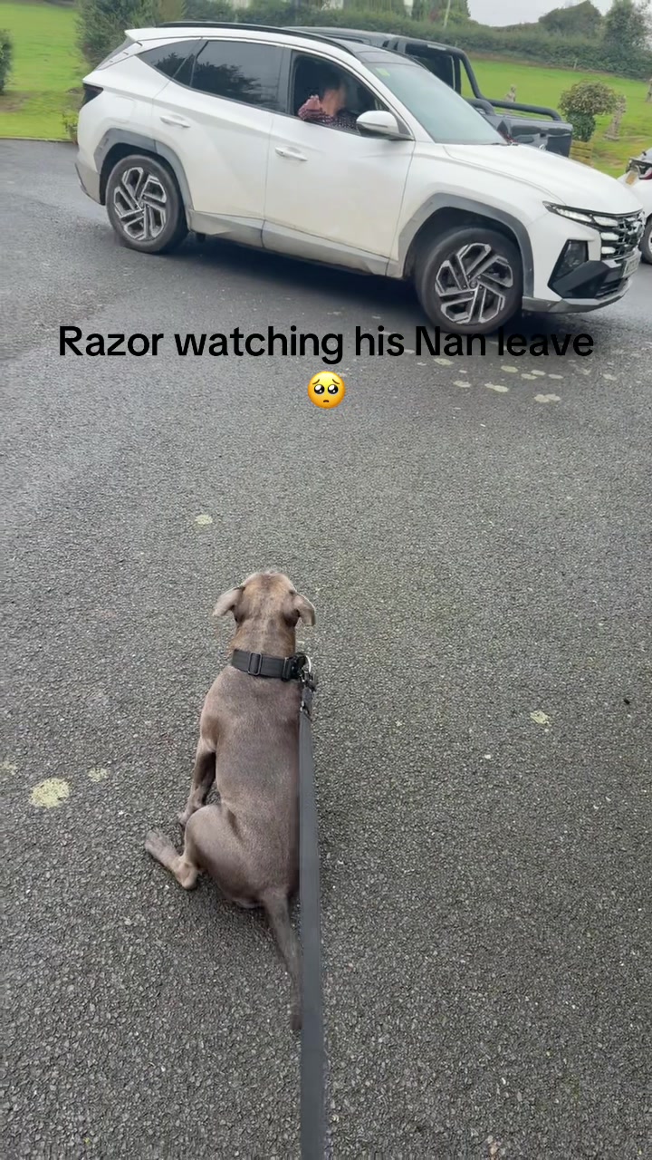@Razor&Selb🐶🐾