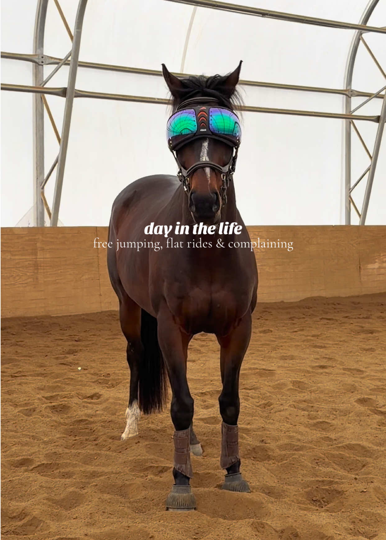 @Lunar Hill Equestrian