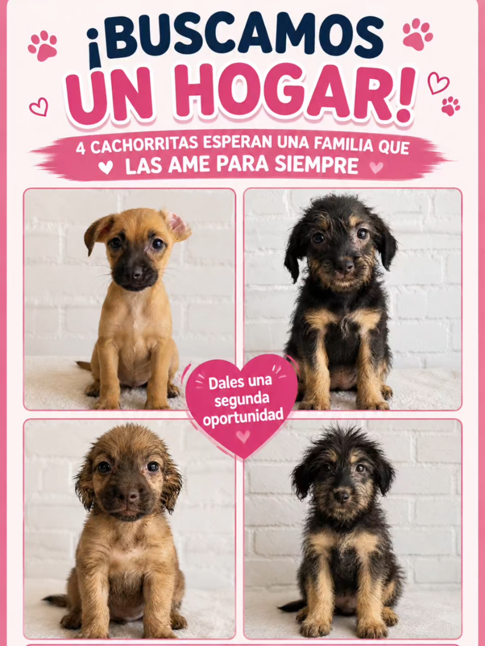 @Perritos Voladores